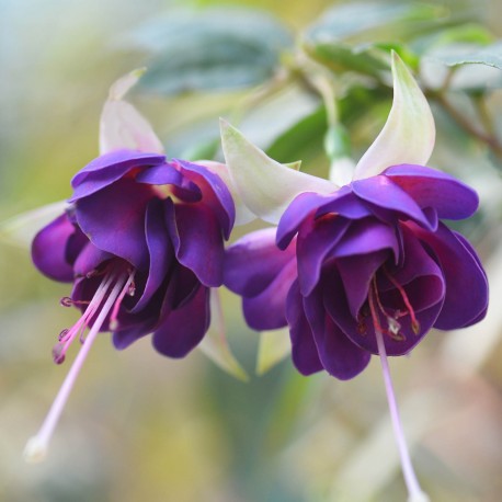 Blue Angel Fuchsie