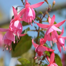 Beacon Rose Fuchsie (Bürgi Ott  CH  1972)-mrazuvzdorná