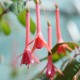 Elfride Ott Fuchsie