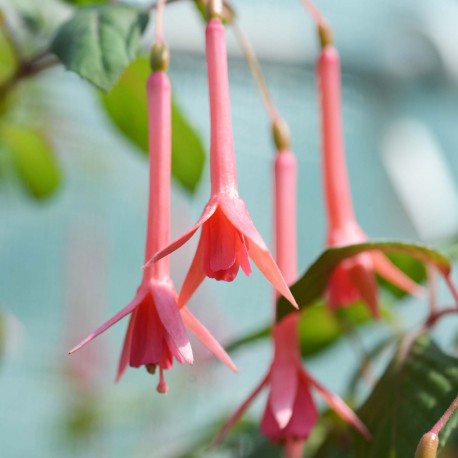 Elfride Ott Fuchsie