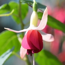 Andrew Fuchsie