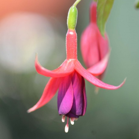 Balkon Königin Fuchsie (Neubronner D 1896)