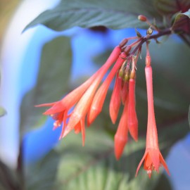 Gartenmeister Bonsted Fuchsie (Bonstedt  D  1981)