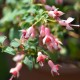 Schöne Wilhelmine Fuchsie