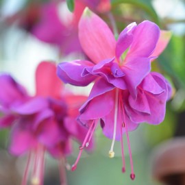 Fuchsie Jollies La Grande Jurancon