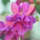 Fuchsie Jollies La Grande Jurancon