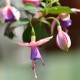 Fuchsie Trailing Lucon