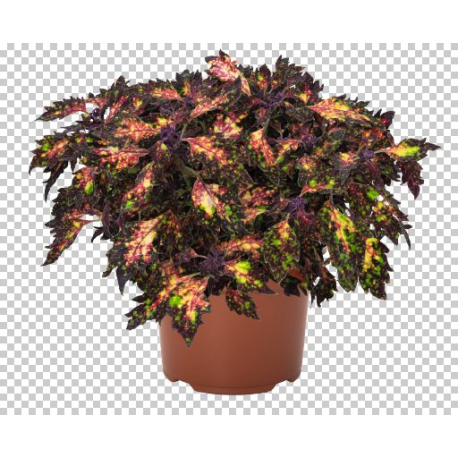 Coleus, Africká kopřiva Santa Monica