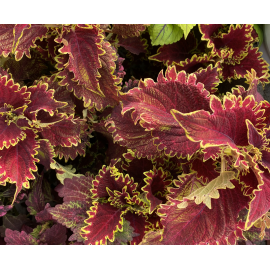 Africká kopřiva , Coleus- Vulkán