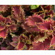 Africká kopřiva , Coleus- Vulkán