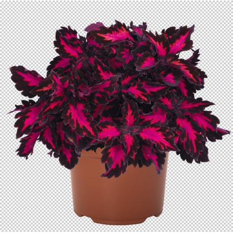 Coleus Down Town -Royalty