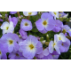 Aubretia, tařička- modro bílá