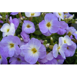 Aubretia, tařička- modro bílá