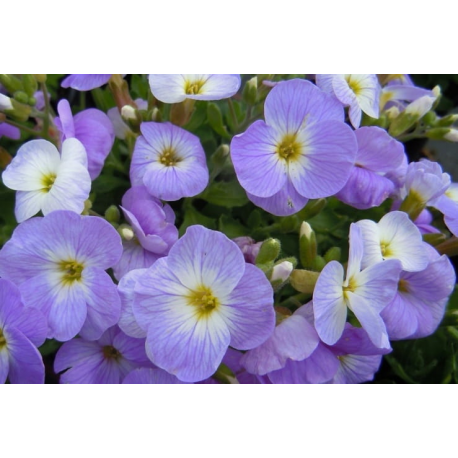 Aubretia, tařička- modro bílá