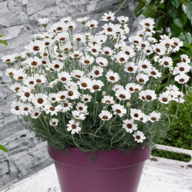 Rhodanthemum hosmariense Casablanca