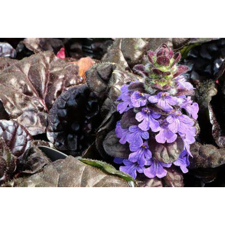 Ajuga reptans Black Scallop- Zběhovec