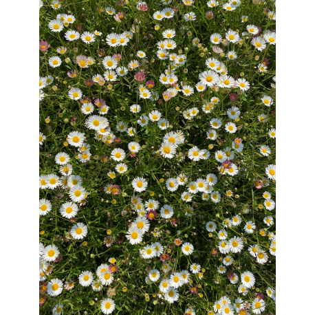 Erigeron karvinskianus- Turan