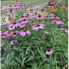 Echinacea Purpurea Magnus