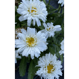 Leucenthemum superbum- kopretina bílá, plnokvětá