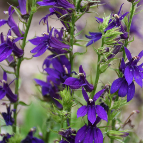 Lobelia speciosa- Lobelka nádherná modrá