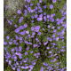 Aster novi-belgii-purpurová