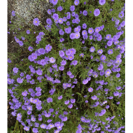 Aster novi-belgii-purpurová