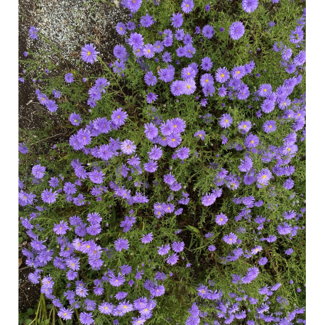 Aster novi-belgii-purpurová