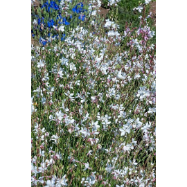 Gaura lindh. Emmeline White-svíčkovec bílý