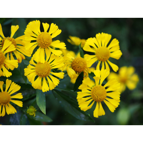 Helenium Autumnale- záplevelák žlutý