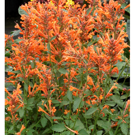 Agastache hybrida	Kudos Mandarin