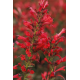 Agastache hybrida	Kudos Red