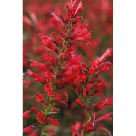 Agastache hybrida	Kudos Red