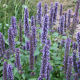 Agastache- Blue Fortune