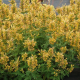 Agastache hybrida	Kudos Yellow- žluté