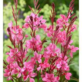 Gaura lindheimeri	Flamingo Pink-svíčkovec růžový