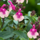 salvia greggii Mirage™ Rose Bicolour- šalvěj růžovo bílá