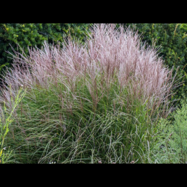 Miscanthus sinesis  Flamingo- ozdobnice čínská