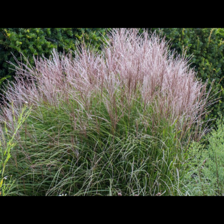 Miscanthus sinesis – ozdobnice čínská