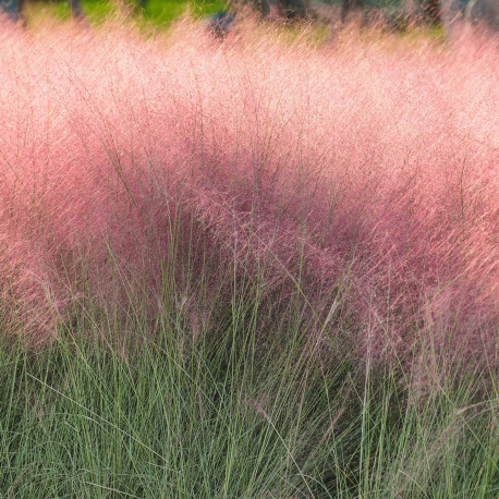 Muhlenbergia	capillaris Ruby- mahula mexická