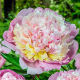 Paeonia Madam Calot- Pivoňka sv, růžová se žlutou