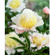 Paeonia Primavere- Pivoňka žlutá
