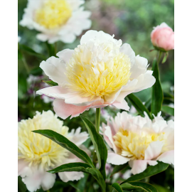 Paeonia Primavere- Pivoňka žlutá