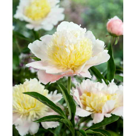 Paeonia Primavere- Pivoňka žlutá