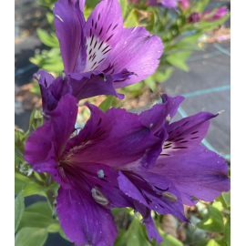 Alstromérie – Alstroemeria-lilie Inků fialová