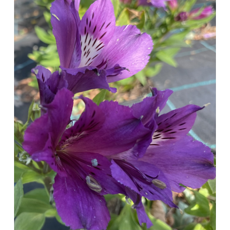 Alstromérie – Alstroemeria Majestic