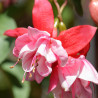 Gerhard Wunderlich-fuchsie