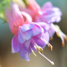 Northumbrian Belle Fuchsie
