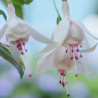 Shady Lady Fuchsie