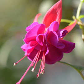 Fuchsie Jollies Maxime