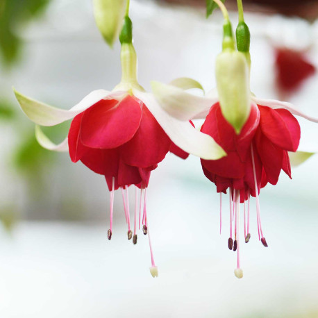 Veenlust Fuchsie